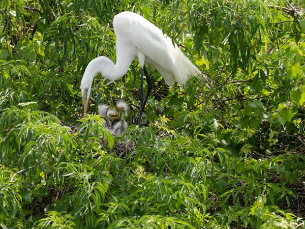 Grote zilverreiger (Ardea alba)